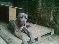 grey cane corso dog